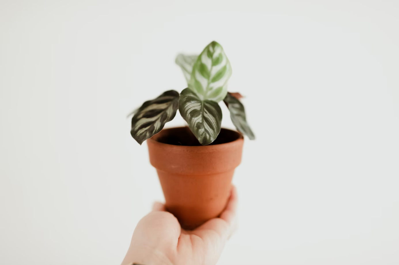 How to grow Calathea 'White Fusion' in your home