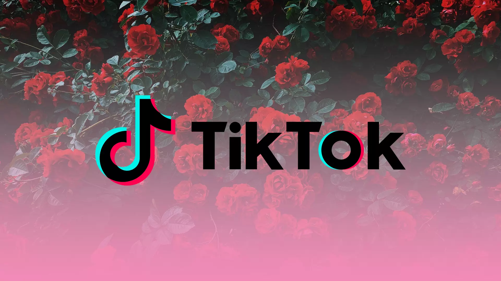 How Much Is A Rose Worth On TikTok Splaitor